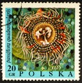 POLAND - CIRCA 1968: A stamp printed in Poland, shows flower Passiflora Quadrangularis.