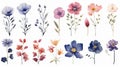 Poland Flowers Collection: Watercolor Painting on a Clean White Background with Sharp Lines