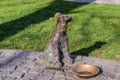 POLAND, PRZEMYSL - OCTOBER 2019: Bronze monument to Rudolph Rex the dog of the brave soldier Schweik on the market square in Przem
