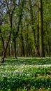 Poland Rewal Magic Forest with white flowers, nature garden, park Royalty Free Stock Photo