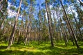 Roztocze Poland, woods and forests wide angle Royalty Free Stock Photo