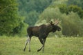 Bull elk Alces alces goes through the meadow Royalty Free Stock Photo