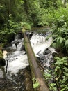 Fallen Tree Trunk Over Mountain Rapid Water Stream