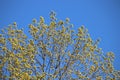 Poland spring maple tree blossoms Royalty Free Stock Photo