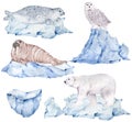 Polar animals on icebergs. Bear, walrus, spotted seal and snowy owl. Watercolor hand-drawn illustration