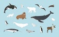 Polar animals set on blue background in vector. Arctic birds and mammals illustration with humpback whale, orca, polar bear, Royalty Free Stock Photo