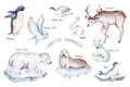 Polar arctic animals watercolor collection set. snowy owl. reindeer. polar bear. fox. penguin, walrus. seal and oeca, hare whale Royalty Free Stock Photo