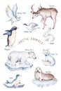 polar arctic animals watercolor collection set. snowy owl. reindeer. polar bear. fox. penguin, walrus. seal and oeca, hare whale Royalty Free Stock Photo