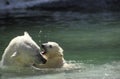 Polar Bea, thalarctos maritimus, Female with Cub playing in Water Royalty Free Stock Photo