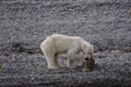 Polar bear Royalty Free Stock Photo