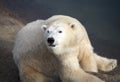 Polar bear Royalty Free Stock Photo