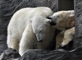 Polar bear Royalty Free Stock Photo