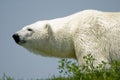 Polar Bear Royalty Free Stock Photo