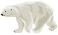 Polar Bear in Royalty Free Stock Photo