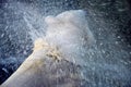 Polar Bear Royalty Free Stock Photo