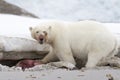 Polar Bear Eating