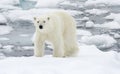 Polar Bear in icy winter landscape.