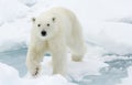 Polar Bear. Royalty Free Stock Photo