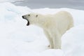 Polar Bear Royalty Free Stock Photo