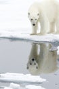 Polar Bear Royalty Free Stock Photo