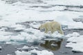 Polar Bear Royalty Free Stock Photo