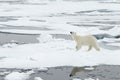 Polar Bear Royalty Free Stock Photo