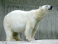 Polar Bear 4