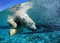 Polar bear Royalty Free Stock Photo
