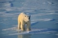 Polar bear