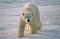 Polar bear Royalty Free Stock Photo