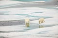 Adult polar bear walking with cub Royalty Free Stock Photo