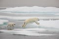 Jumping polar bear with cub Royalty Free Stock Photo