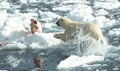 Polar Bear, IJsbeer, Ursus maritimus Royalty Free Stock Photo