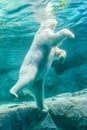 Polar Bear (Also known as Thalarctos Maritimus