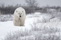 Polar bear ambling through the snow