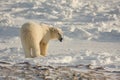 Polar bear in the arctic Royalty Free Stock Photo