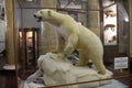 Polar bear in Arctic and Antarctic museum in Saint Petersburg Royalty Free Stock Photo