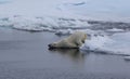 A polar bear in the Arctic goes swimming Royalty Free Stock Photo