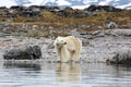 Polar bear on the arctic island