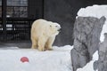 Polar bear