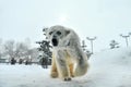 Polar Bear (Asahiyama Zoo, Japan) Royalty Free Stock Photo