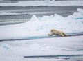 Polar bear attempts to jump over water to next ice floe