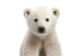 Polar bear baby portrait. Generative AI