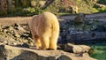 Polar bear from behind walking in sunshine on rocks by the water Royalty Free Stock Photo