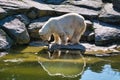 Polar bear at the berlin zoo looking at its mirror image