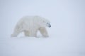 Polar bear in blizzard in Wapusk National Park, Canada. Royalty Free Stock Photo
