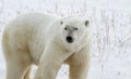 Polar Bear Bruiser