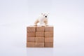 Polar bear is on the bullding blocks Royalty Free Stock Photo