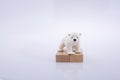 Polar bear is on the bullding blocks Royalty Free Stock Photo