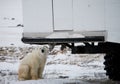 The polar bear came very close to a special car for the Arctic safari. Canada. Churchill National Park. Royalty Free Stock Photo